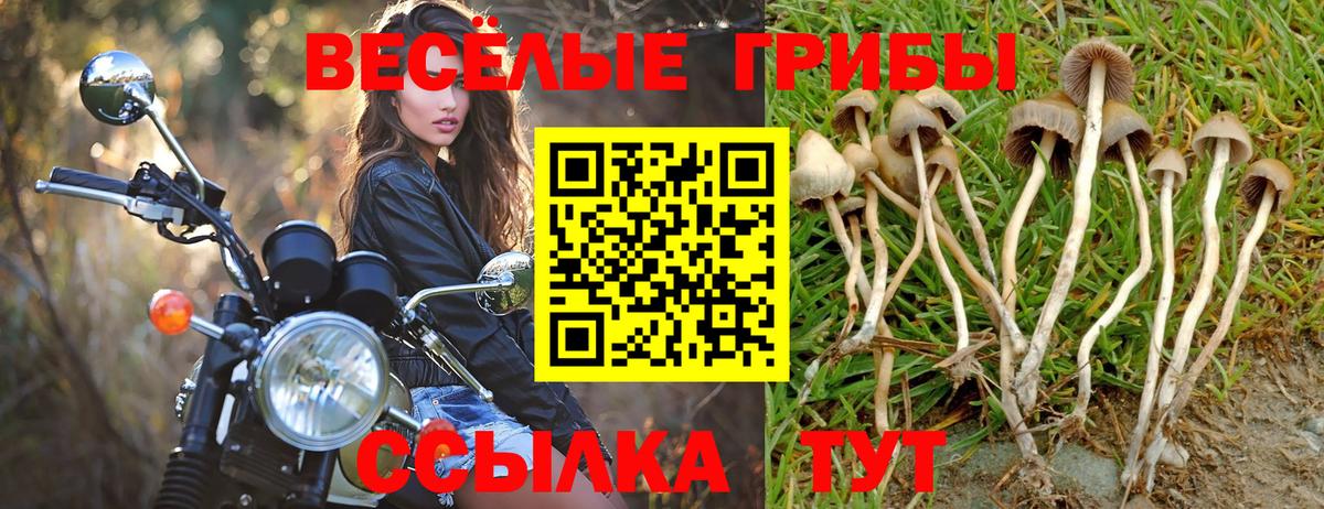 Псилоцибиновые грибы прущие грибы  Галлюциногенные грибы Cubensis  Зеленогорск  Вход с VPN 