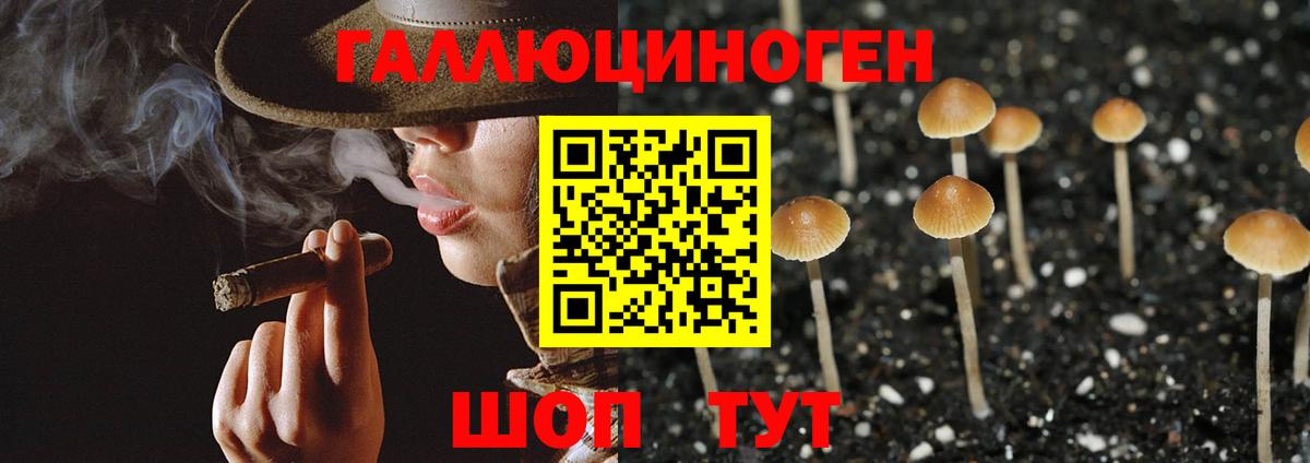 Галлюциногенные грибы Psilocybine cubensis Зеленогорск
